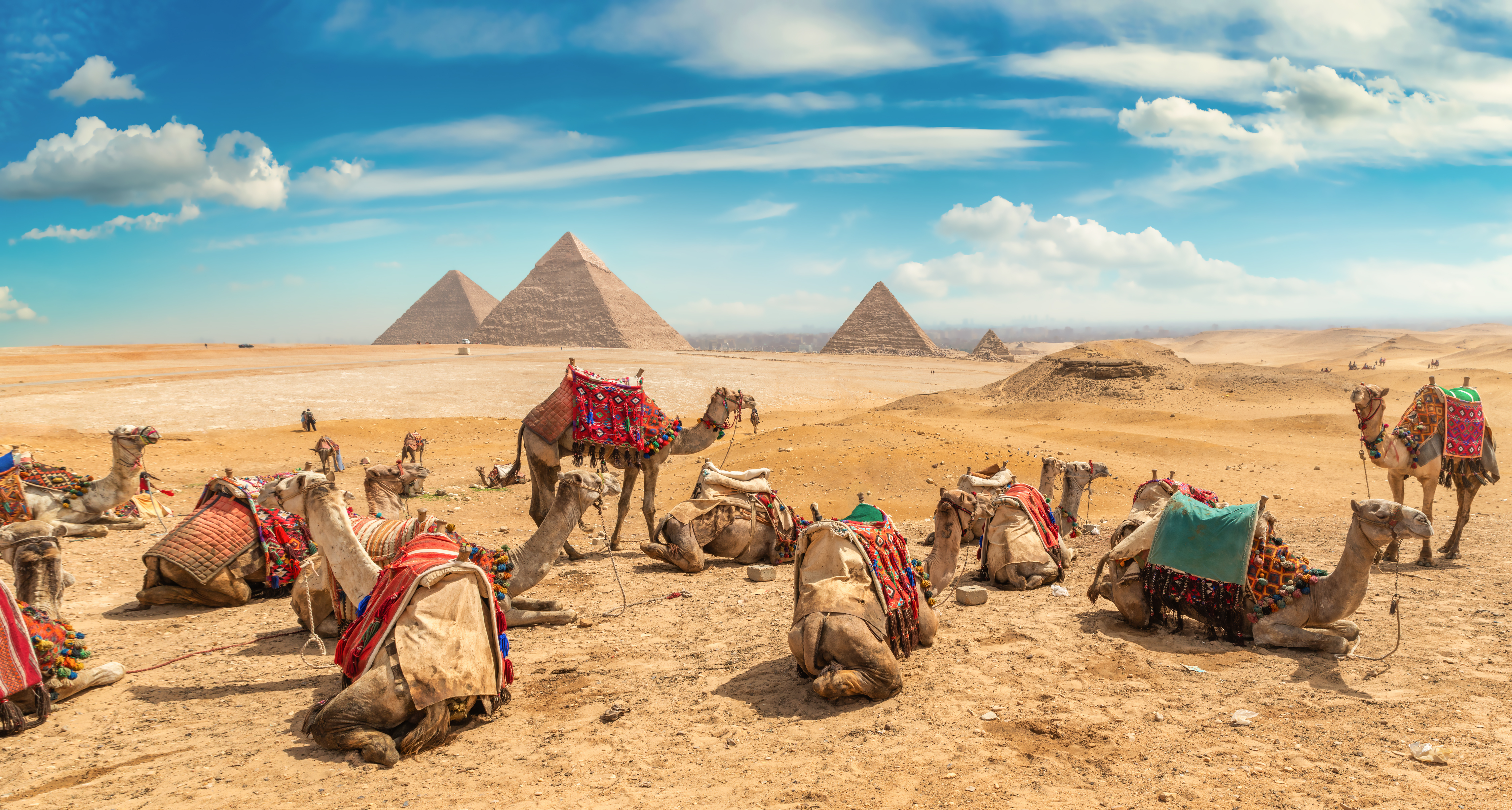 Camels in sandy desert near pyramids at day.Cairo, Egypt.
